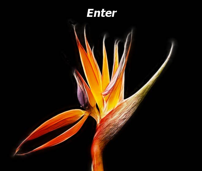 Nature Photos